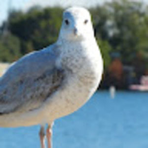 Meet your Posher, Korin